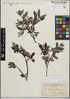 Foto von Salix glauca L.